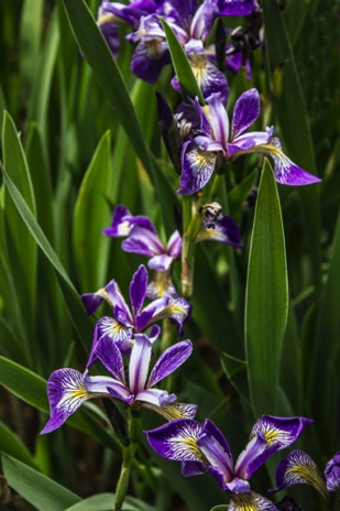 Iris Waterfall - NHP46